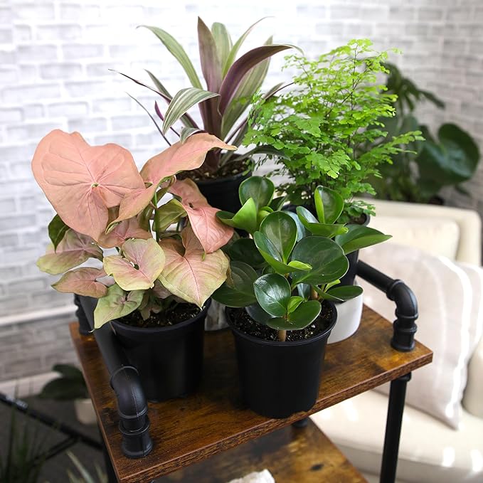 Essential Houseplant Collection (4PK) Live Plants Indoor Plants Live Houseplants in Plant Pots, Easy House Plants Indoors Live, Snake Plant, Pothos in Potting Soil, Clean Air Plants by Plants for Pets image 2