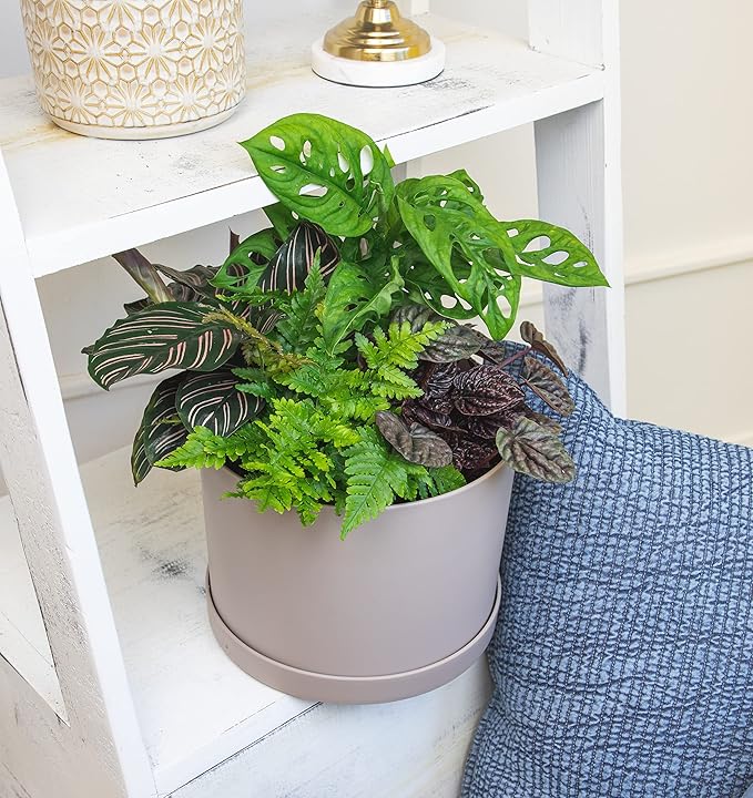 Essential Houseplant Collection (4PK) Live Plants Indoor Plants Live Houseplants in Plant Pots, Easy House Plants Indoors Live, Snake Plant, Pothos in Potting Soil, Clean Air Plants by Plants for Pets image 3