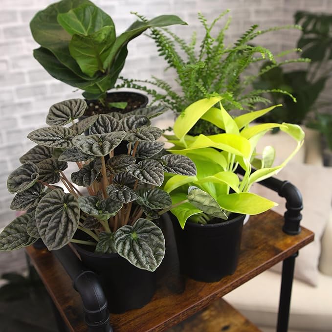 Essential Houseplant Collection (4PK) Live Plants Indoor Plants Live Houseplants in Plant Pots, Easy House Plants Indoors Live, Snake Plant, Pothos in Potting Soil, Clean Air Plants by Plants for Pets image 4