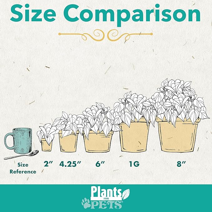 Essential Houseplant Collection (4PK) Live Plants Indoor Plants Live Houseplants in Plant Pots, Easy House Plants Indoors Live, Snake Plant, Pothos in Potting Soil, Clean Air Plants by Plants for Pets image 6