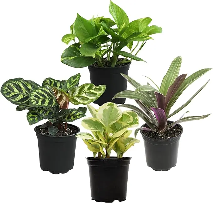 Essential Houseplant Collection (4PK) Live Plants Indoor Plants Live Houseplants in Plant Pots, Easy House Plants Indoors Live, Snake Plant, Pothos in Potting Soil, Clean Air Plants by Plants for Pets image 1