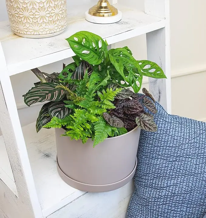 Essential Houseplant Collection (4PK) Live Plants Indoor Plants Live Houseplants in Plant Pots, Easy House Plants Indoors Live, Snake Plant, Pothos in Potting Soil, Clean Air Plants by Plants for Pets image 3